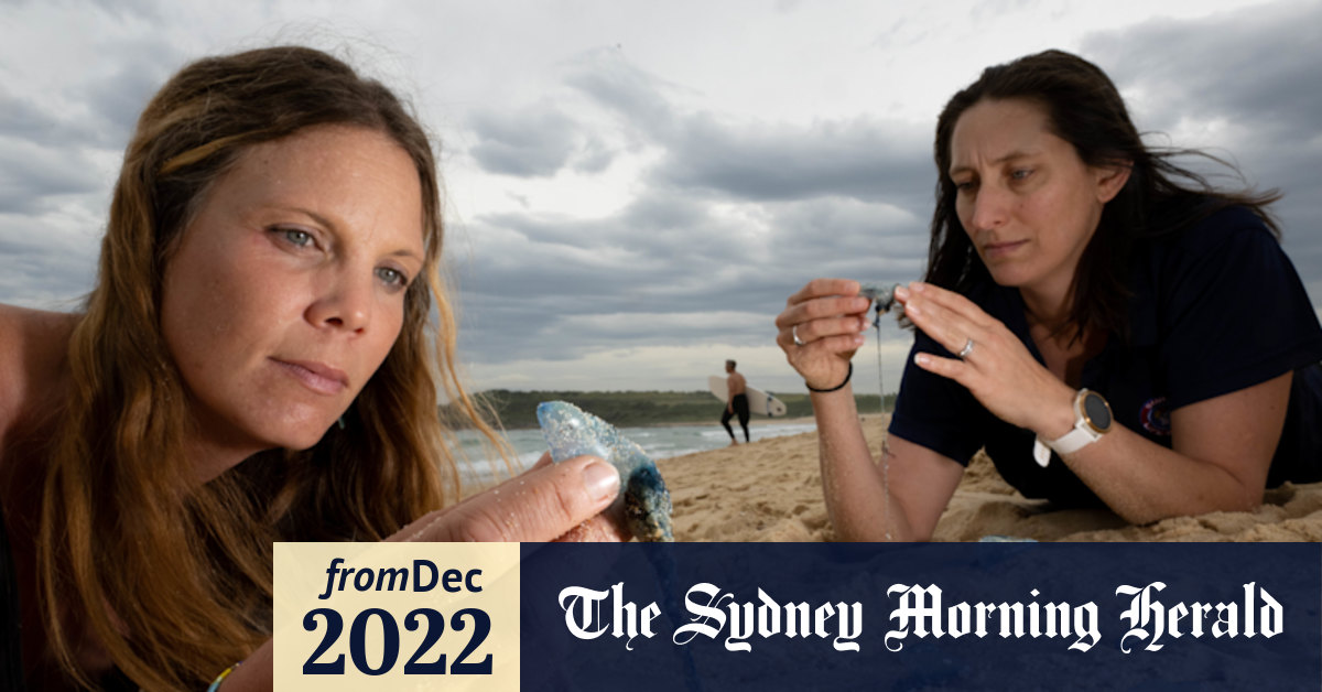 Scientists develop early warning tool to predict bluebottle invasions